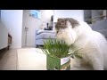 【asmr】愛猫が猫草をアニアニし続けます