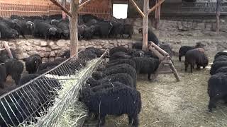 07.06.2019.The youngs Karakachan sheep at the Olympus farm.Breeder Sider Sedefchev. Village of Vlahi