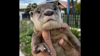 Otter and husky make people afraid