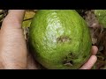 complete guide to growing జామకాయ guava plants tips tricks and care explained”