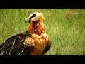 quebrantahuesos gypaetus barbatus bearded vulture 4k