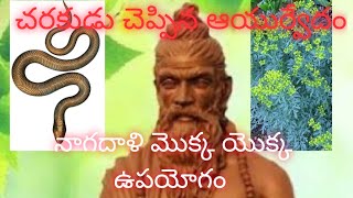 సదాపాకు ఆకు యొక్క ఉపయోగాలు తెలుసుకోకపోతే మీకే నష్టం