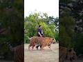 Beautiful Bengal Tiger Walks In Chain | Nouman Hassan |