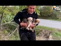 guy sees puppies dumped on busy highway the dodo