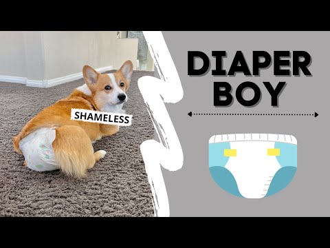 Are diapers harmful to dogs?