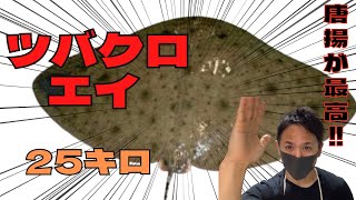 【魚突き】ヒラメ釣りの外道と呼ばれるツバクロエイを捌いて唐揚げにしたら…