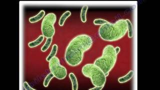 BACTERIA  ,antibiotics - Dr. Nabil Ebraheim, M.D.