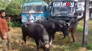 കോവിഡിൽ ബസുകളുടെ ഓട്ടം നിലച്ചു; പോത്ത് വളർത്തി സഹോദരങ്ങൾ  | Kasaragod Bus Drivers