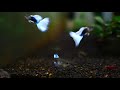 물생활 산란관에 끼어버린 구피 새끼 구출작전 tropical fish rescue the guppy in the scattering tube