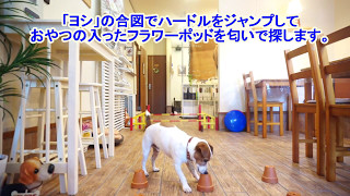 犬のしつけ教室　ようちえん生の楽しいトレーニング