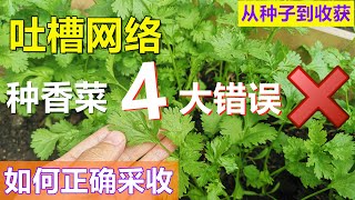 【种香菜】其实很简单！正确采收方式+注意事项 cut and grow cilantro