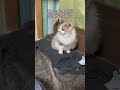 クローゼットに隠れるあんずを見てるぱいん　 ネコ 猫 ねこ cat shorts