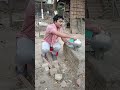 ১ কাপ চা বানাইলাম সিলেটি ভাষায়। shortvideo funny funnyshorts viralshorts @ethanfunnyfamily