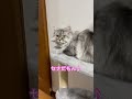 何もしない♪ ミヌエットのセナの日常 cat 猫のいる暮らし ミヌエット 猫 ねこ癒やし 猫が羨ましい ネコ ちゃんねる登録お願いします