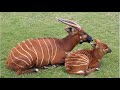 5 Fun Facts About The Bongo