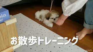 【生後4ヶ月シーズー犬/shihtzu/puppy】第2弾！お散歩トレーニング