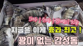 [피싱톡호] 감성돔이 풍년이네 ~ 5짜 4짜 감성돔 ! 드디어 감성돔 굴을 찾았다 !!