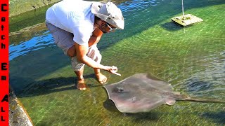 LEGAL Giant FRESHWATER STINGRAYS You can CATCH as a PET!