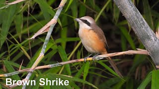 Brown Shrike In 4K (Male and Female)