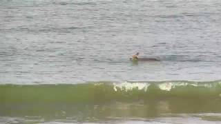 Deer take a dip at Seacliff State Beach