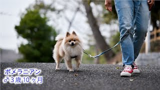 愛犬カムイ元気です(ポメラニアン♂3歳10ヶ月）#ポメラニアン#犬#ペット