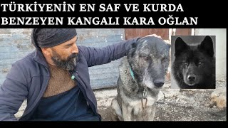 KANGAL DENİNCE İLK AKLA GELEN KARA OĞLANI ZİYARET ETTİM #kangal #karaoğlan