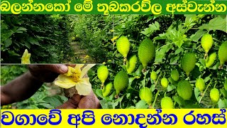 තූබකරව්ල වගාව මූල සිට අගදක්වා නිවැරදිව |tubakaravila wagawa