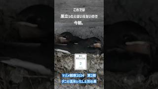 【ツバメ日記2024/ダニニモマケズの別の巣編　不可解な突然の巣立ち】20240702 #ツバメの雛 #ツバメの巣