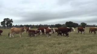 Big Pairs, heavy breds, and baby Hereford Pairs