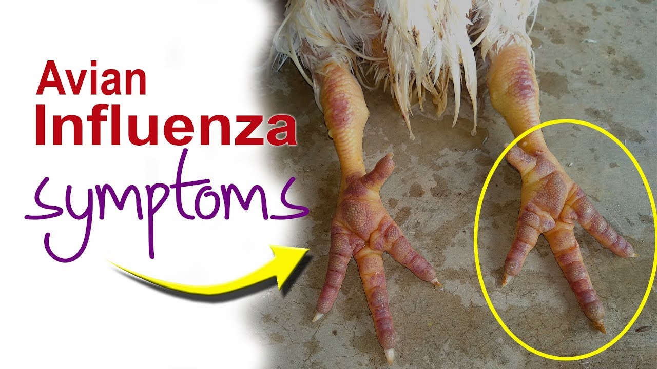 Symptoms Of Bird Flu In Chicken. Avian Influenza Signs. Poultry Farm ...