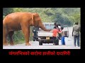 जंगल भित्रको बाटोमा हात्तीको आक्रमण trending🔥 funny elephantatact🐘 viralvideo💥 parajulivlog2026