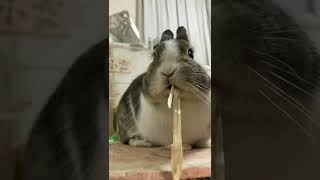 なが〜い牧草を食べてるウサギ Rabbit is eating long long timothy [n°92.1] #Shorts