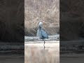 great blue heron snags a huge northern pike nikon z9 4k 120