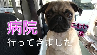 【病院】３回目の病院行ってきました  パグ梅干 pug