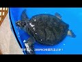 special aquarium shikoku japan iyotetsu takashimaya green turtle otter jellyfish anemonefish