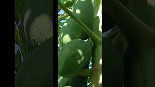 phát hiện ra cây đu đủ ngon