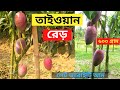 তাইওয়ান রেড় । নতুন জাতের লেট ভ্যারাইটির আম। Red Taiwan Mango