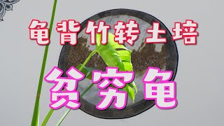 不用天南星科专用土实现低成本龟背竹水培转土培三个种植养护要点  low-cost monstera deliciosa hydroponics transfer to soil culture