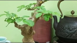 盆景樁材縮根搶在萌芽前至關重要Bonsai pile material shrinking and rooting are crucial before budding