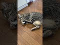 マタタビ猫歯みがきに狂う子ねこ