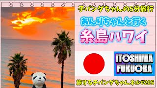 ※205子パンダちゃんの5分旅行　 「糸島ハワイ」編　-福岡県糸島市🇯🇵-【旅する子パンダちゃん】