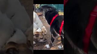 💢எப்படி ஏமாத்துறாங்க பாருங்க🤣#funny | #comedy | #animals | #pets | #cutekuttyofficial