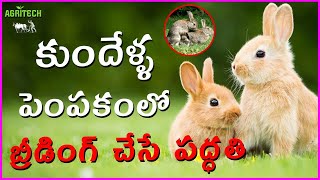 కుందేళ్ళ పెంపకం లో బ్రీడింగ్ చేసే పద్ధతి | Rabbit Breeding Process | AgriTech Telugu