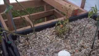 How To Fix An Aphid Plagued Small Tomato: Lava Rock Aquaponics