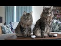 Our cats learning how to ring a bell | Norwegian forest cats | Part 1