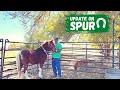 NEGLECTED PONY GETS the TREATMENT HE NEEDS