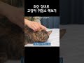 최신장비로 고양이 귀청소 했더니 왕건이 수확😱