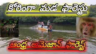 kakinada coringa wildlife sanctuary | look like Amazon forest | Coringa Forest | korangi