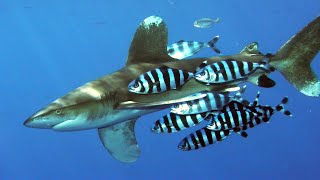 The Oceanic Whitetip Shark | A Brief Overview 🦈