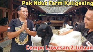 KAMBING INDUKAN PAKET KAWINAN SIAP KIRIM² SE PULAU JAWA